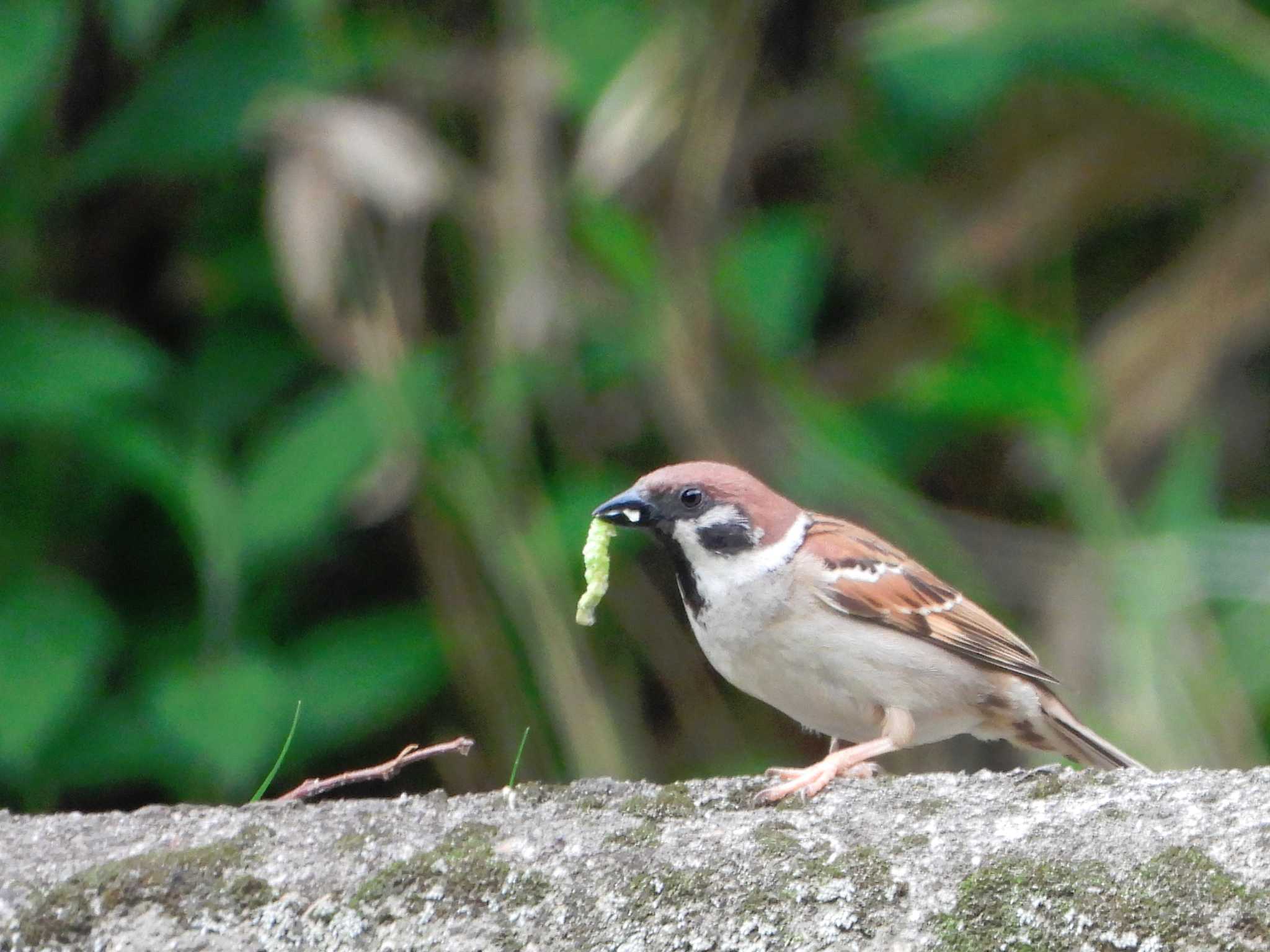 Photo of Eurasian Tree Sparrow at 枚岡公園(東大阪市) by ひよひよ