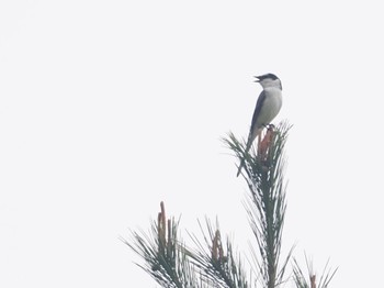 Ashy Minivet 居谷里湿原 Tue, 4/30/2024