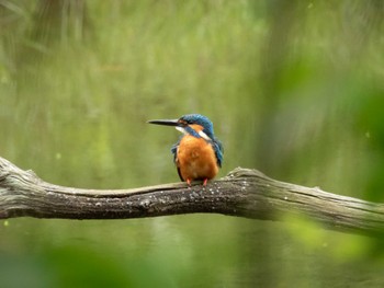 Common Kingfisher 四季の森公園(横浜市緑区) Sat, 4/27/2024