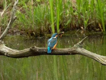 カワセミ 四季の森公園(横浜市緑区) 2024年4月27日(土)