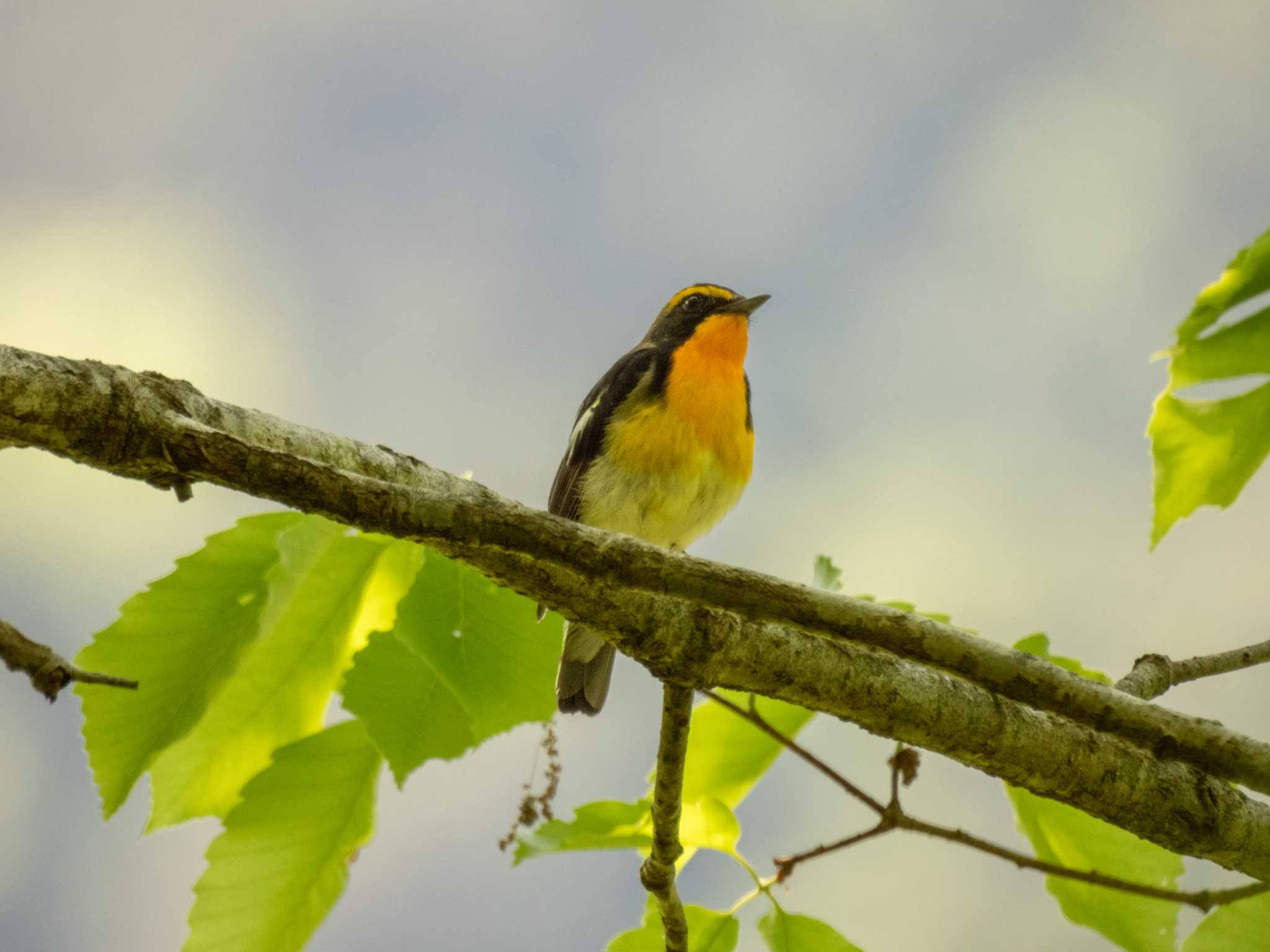 Photo of Narcissus Flycatcher at Hayatogawa Forest Road by スイジィ