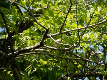 Eastern Crowned Warbler Hayatogawa Forest Road Sun, 4/28/2024