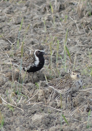 Pacific Golden Plover 矢切 Sun, 4/28/2024