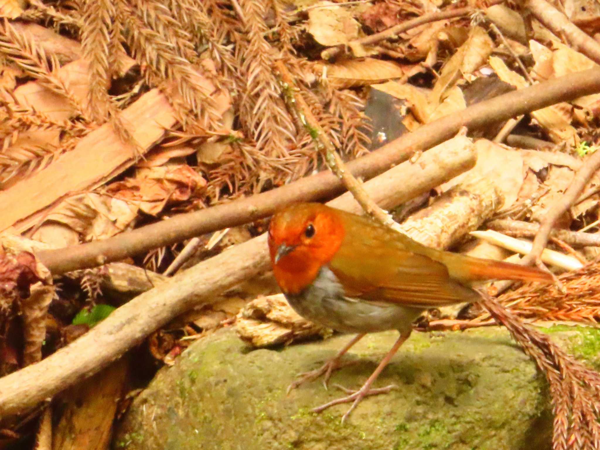 Japanese Robin