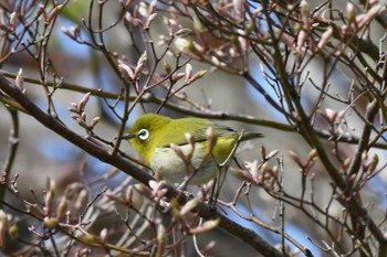 Warbling White-eye 札幌モエレ沼公園 Wed, 5/1/2024