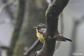 Narcissus Flycatcher 伊香保森林公園 Tue, 4/30/2024