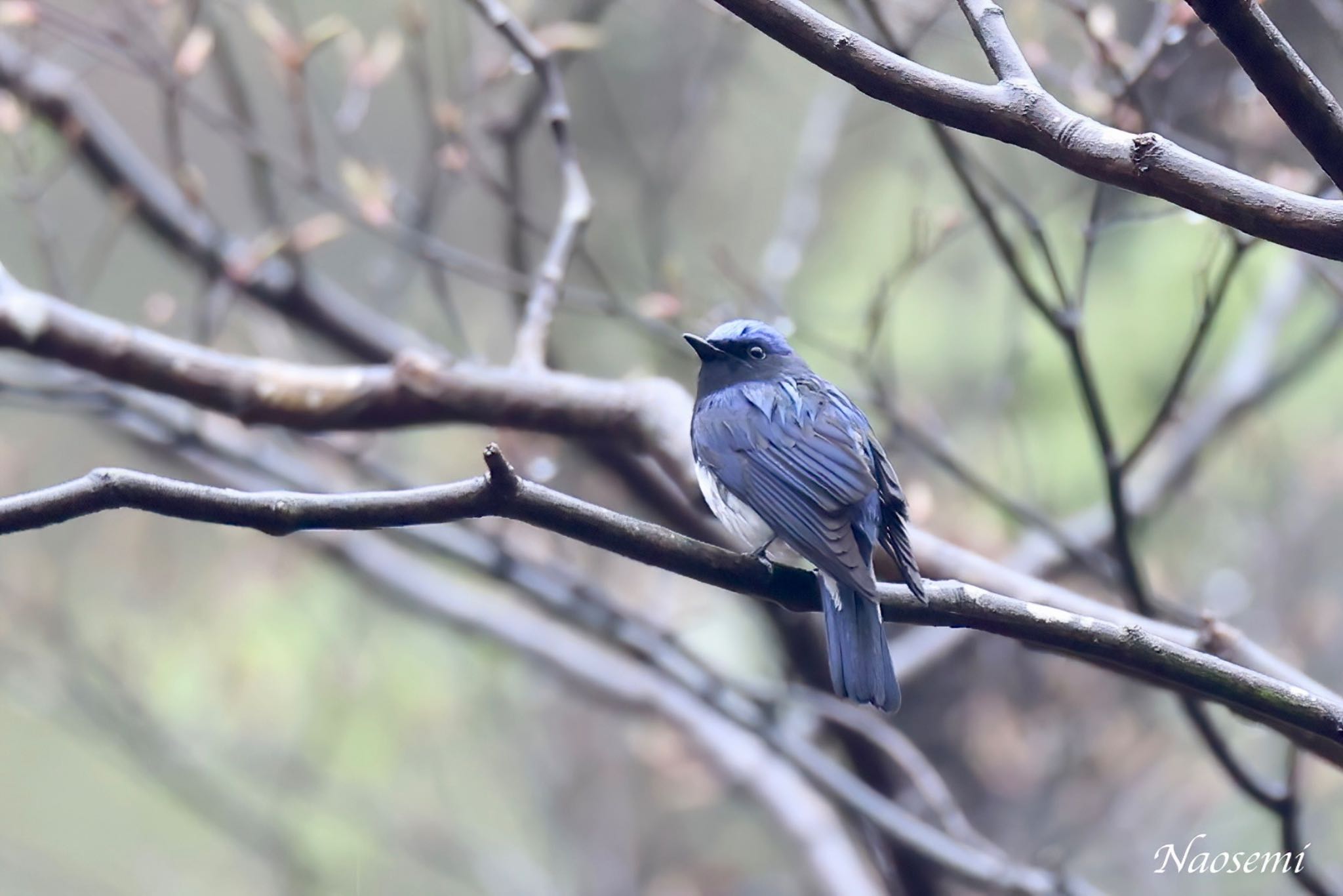 Photo of Blue-and-white Flycatcher at 伊香保森林公園 by Naosuke