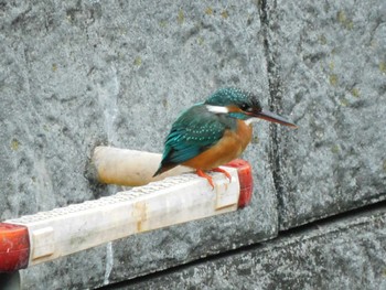 カワセミ 平和の森公園、妙正寺川 2024年5月1日(水)