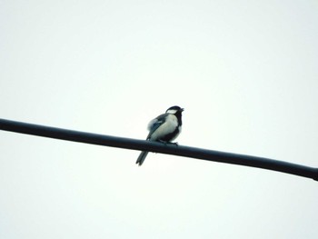 Japanese Tit 平和の森公園、妙正寺川 Wed, 5/1/2024