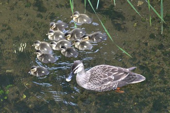 カルガモ 平和の森公園、妙正寺川 2024年5月1日(水)