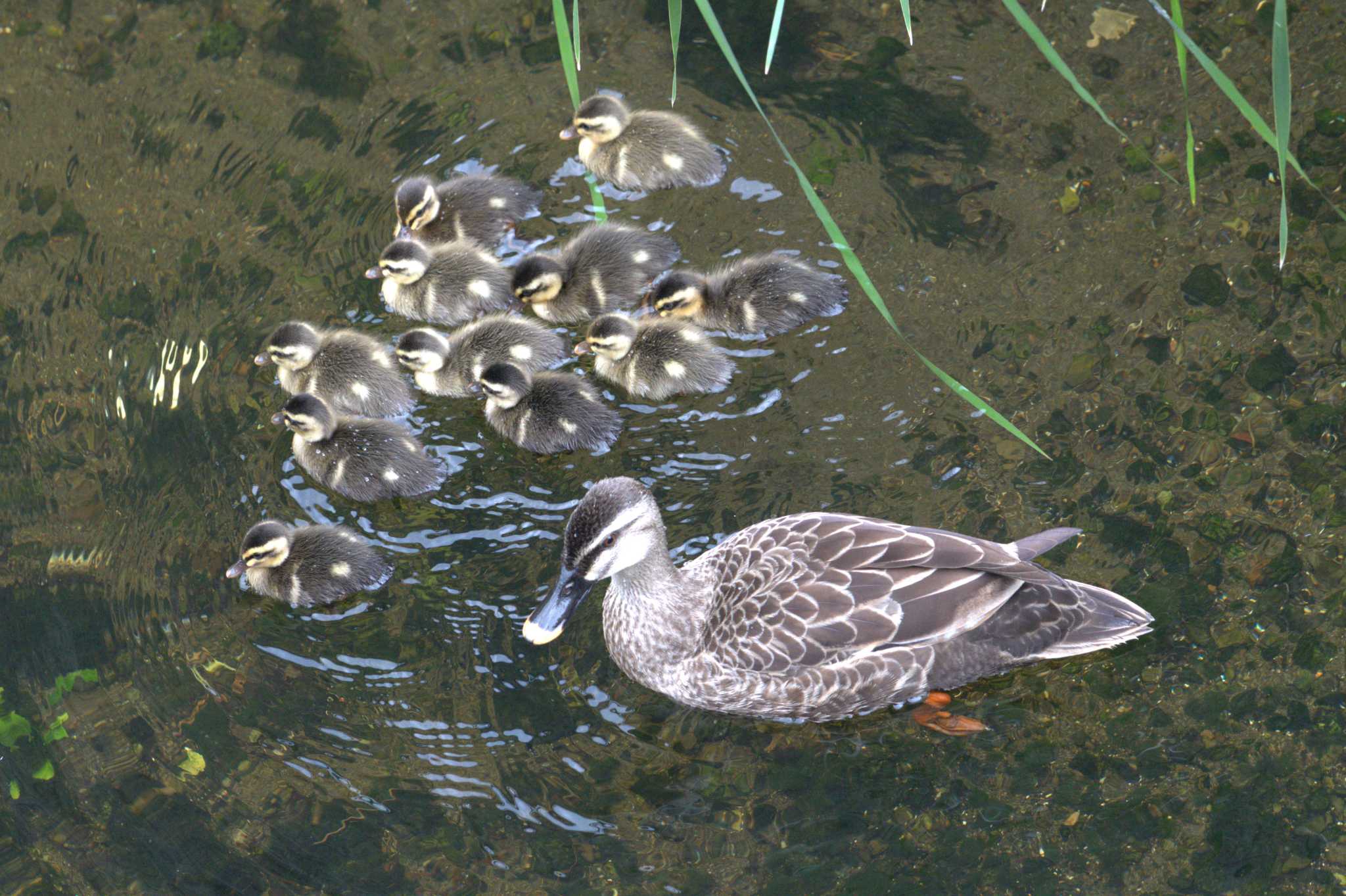 Eastern Spot-billed Duck