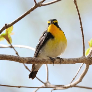 Narcissus Flycatcher Nishioka Park Wed, 5/1/2024