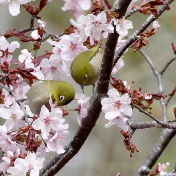 Warbling White-eye Nishioka Park Wed, 5/1/2024