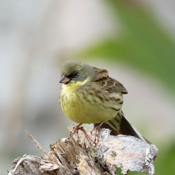 Masked Bunting Nishioka Park Wed, 5/1/2024