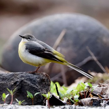 Grey Wagtail Nishioka Park Wed, 5/1/2024