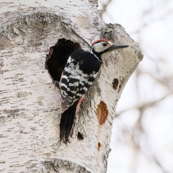 White-backed Woodpecker Nishioka Park Wed, 5/1/2024