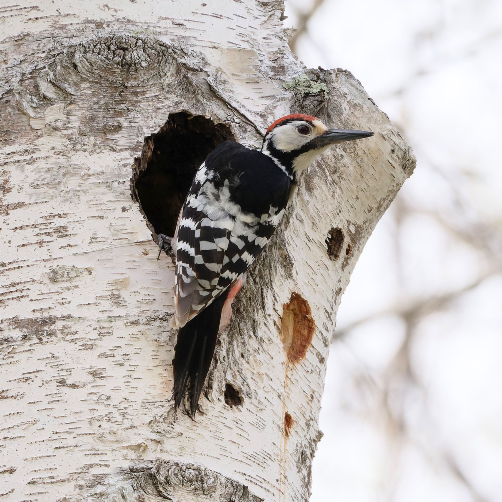 Photo of White-backed Woodpecker at Nishioka Park by haha.9535