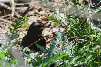 Japanese Thrush 札幌市南区 自宅の庭 Wed, 5/1/2024