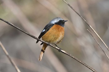 Daurian Redstart Hayatogawa Forest Road Sun, 3/3/2024