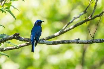 Blue-and-white Flycatcher 神奈川県 Sun, 4/28/2024