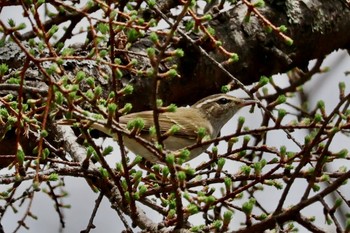 Sakhalin Leaf Warbler 八千穂高原 Mon, 4/29/2024