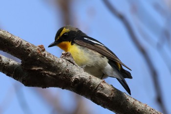 Narcissus Flycatcher 八千穂高原 Mon, 4/29/2024