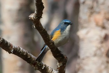 Red-flanked Bluetail 八千穂高原 Mon, 4/29/2024