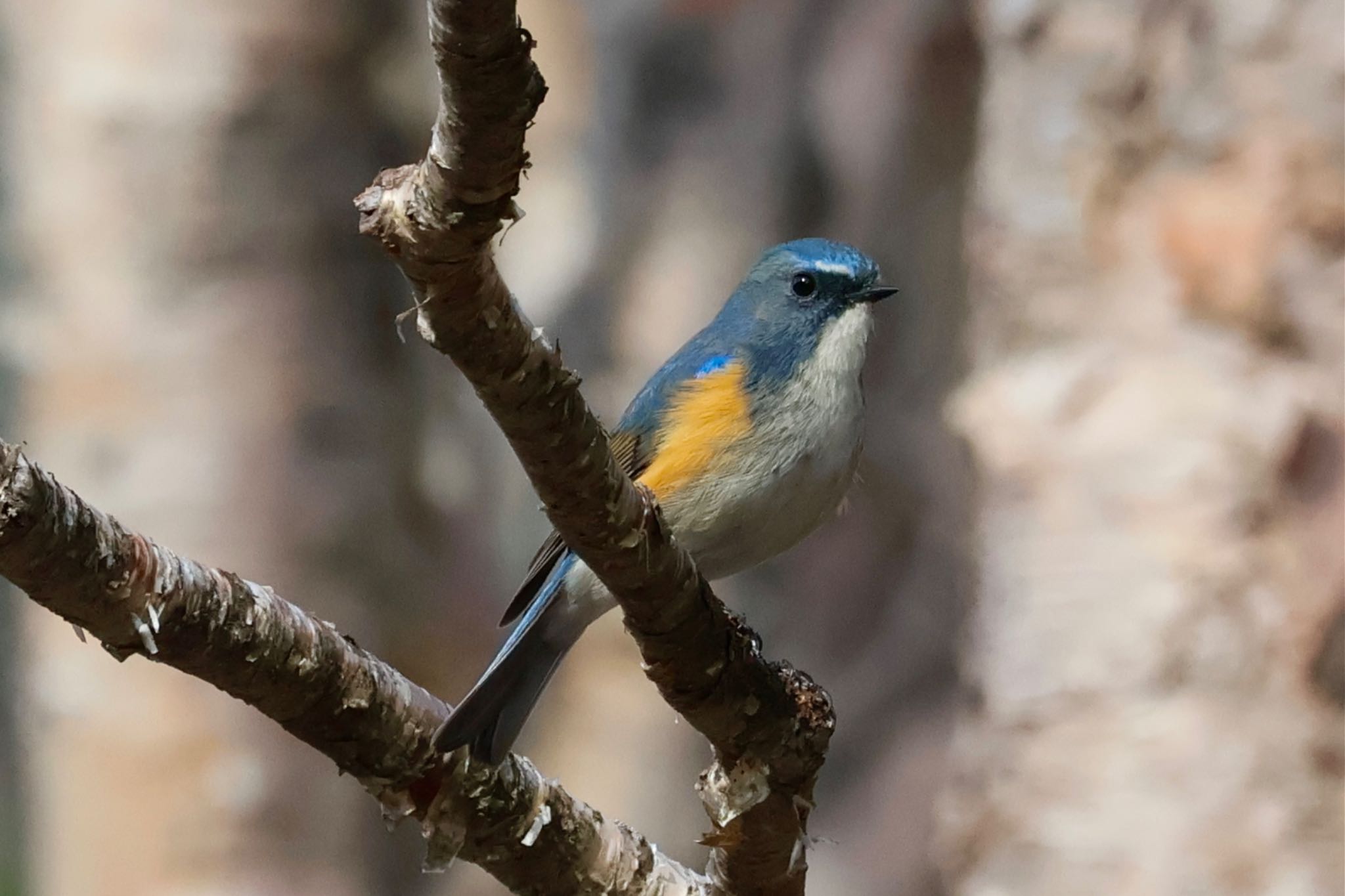 Red-flanked Bluetail