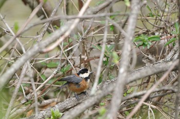 Varied Tit 西湖野鳥の森公園 Mon, 4/29/2024