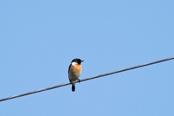 Amur Stonechat JGSDF Kita-Fuji Exercise Area Tue, 5/28/2024