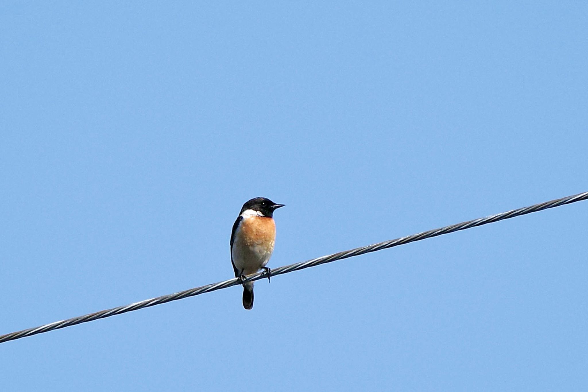 Amur Stonechat