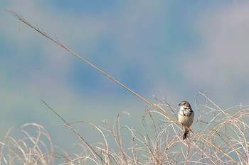 Chestnut-eared Bunting JGSDF Kita-Fuji Exercise Area Sun, 4/28/2024