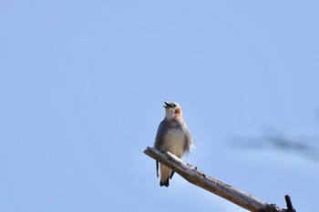 Chestnut-cheeked Starling JGSDF Kita-Fuji Exercise Area Sun, 4/28/2024