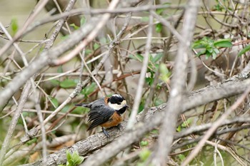 Varied Tit 西湖野鳥の森公園 Mon, 4/29/2024