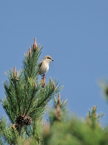 Bull-headed Shrike JGSDF Kita-Fuji Exercise Area Tue, 5/28/2024