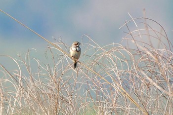 Chestnut-eared Bunting JGSDF Kita-Fuji Exercise Area Tue, 5/28/2024