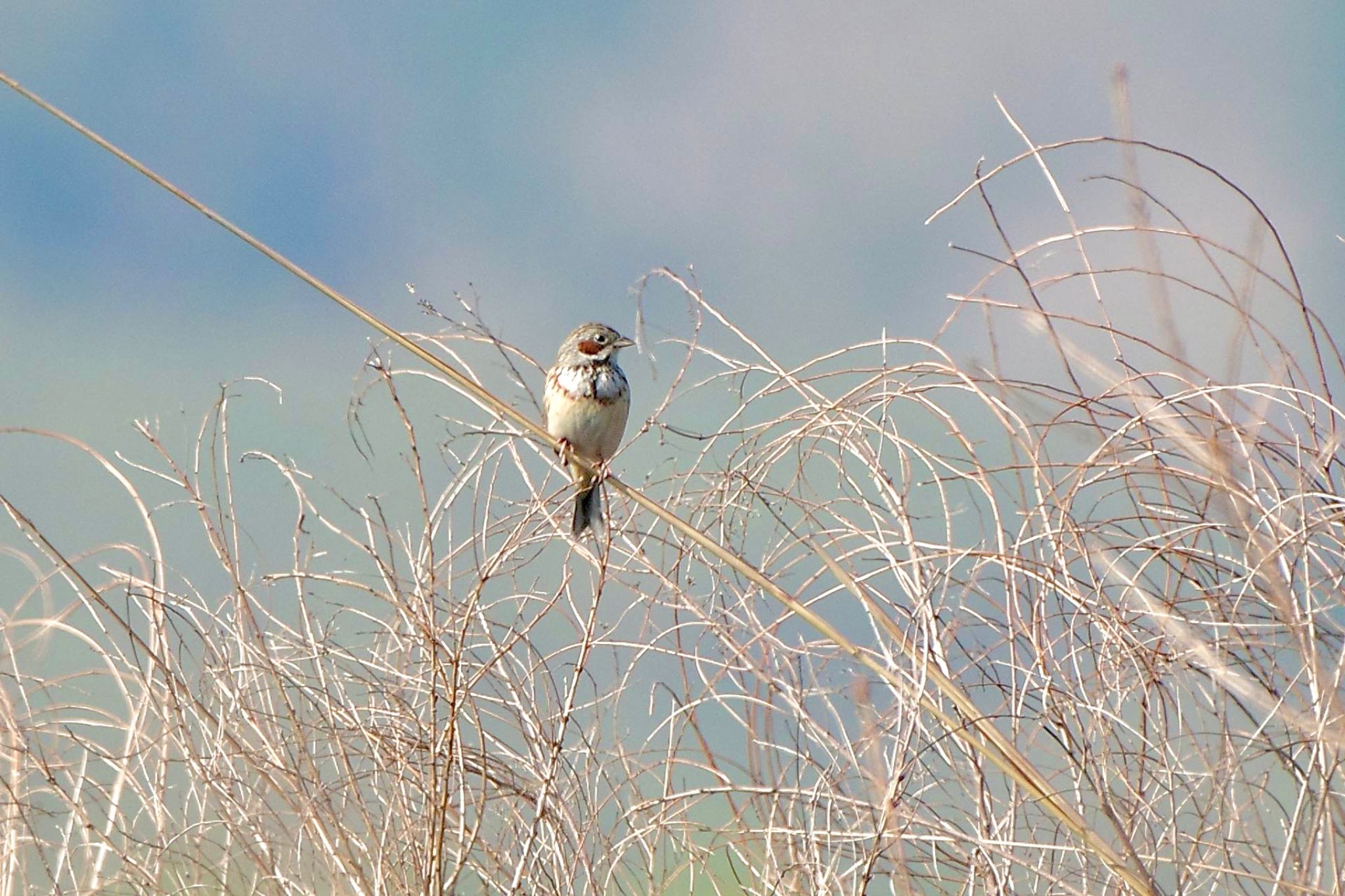 Chestnut-eared Bunting