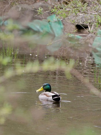 マガモ 西湖野鳥の森公園 2024年4月29日(月)