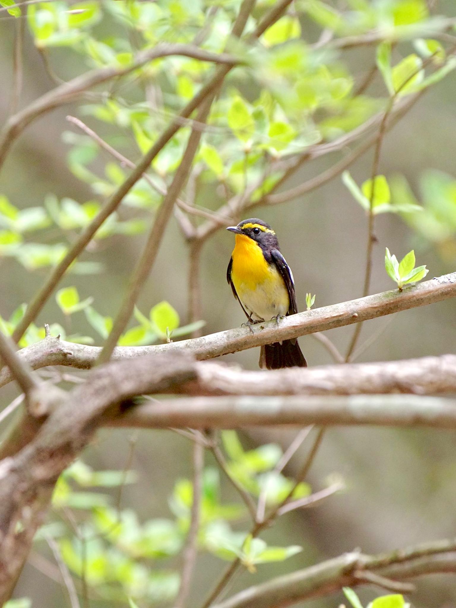 Photo of Narcissus Flycatcher at 西湖野鳥の森公園 by 關本 英樹