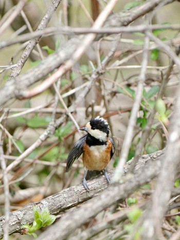 Mon, 4/29/2024 Birding report at 西湖野鳥の森公園