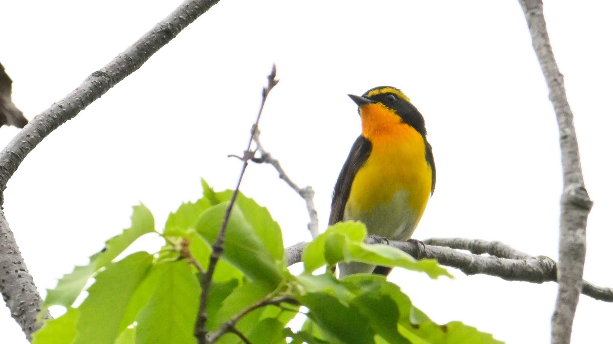 Narcissus Flycatcher