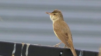 Oriental Reed Warbler 奈良市水上池 Sun, 4/28/2024