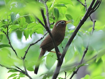 ガビチョウ 公園 2024年4月30日(火)