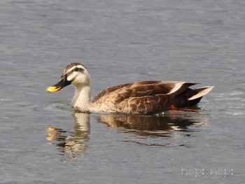 Eastern Spot-billed Duck 多摩川河川敷 Tue, 4/30/2024