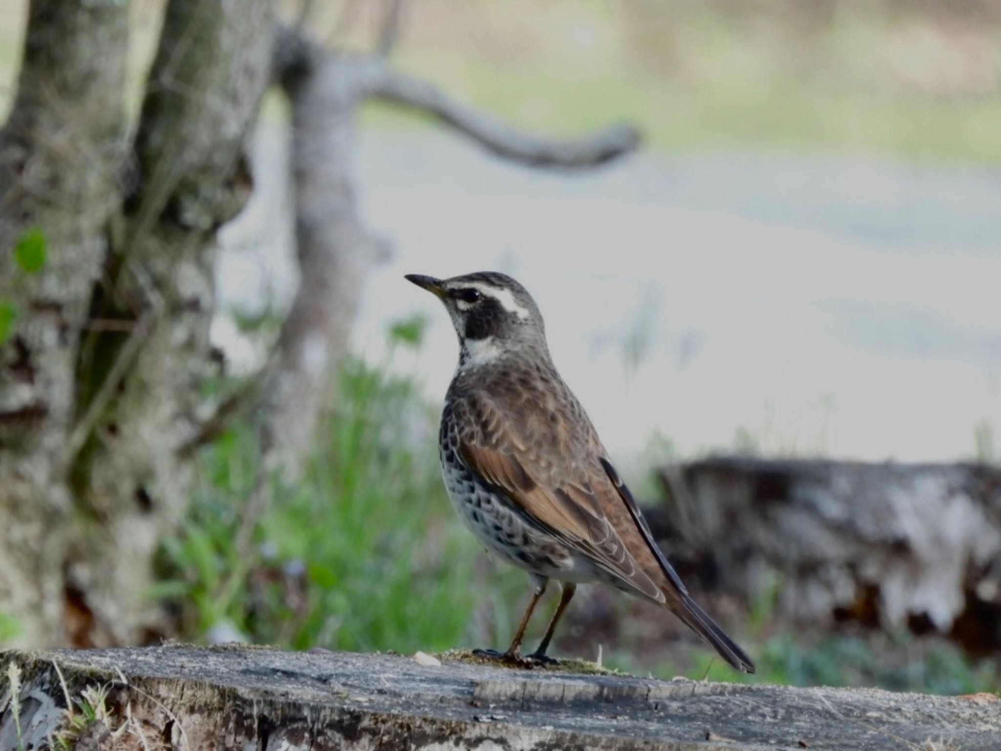 Photo of Dusky Thrush at 山梨県 by j aki