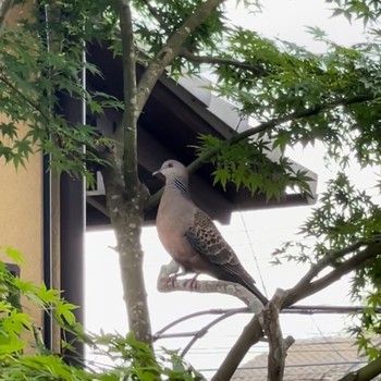 Oriental Turtle Dove 自宅テラス Wed, 5/1/2024