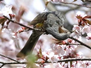 ヒヨドリ 野幌森林公園 2024年5月1日(水)