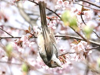 ヒヨドリ 野幌森林公園 2024年5月1日(水)