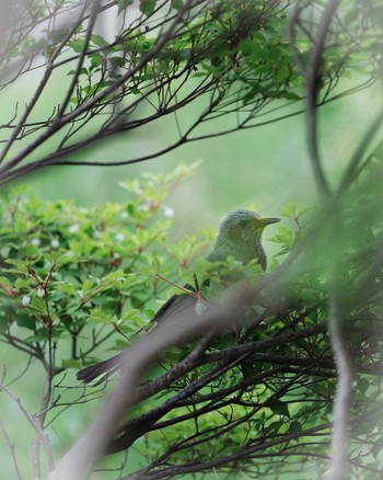 Brown-eared Bulbul 石川県 Wed, 5/1/2024