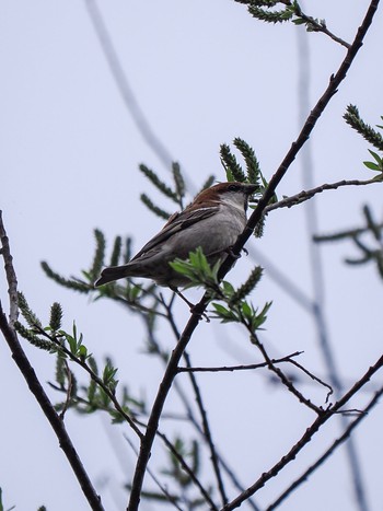 Russet Sparrow 北見市中ノ島公園 Wed, 5/1/2024